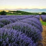 Lavanta Bahçeleri – Isparta – Türkiye’nin Doğal ve Tarihi Güzellikleri