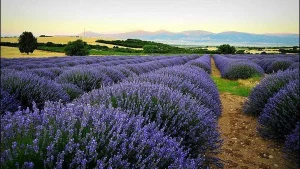 Lavanta Bahçeleri – Isparta – Türkiye’nin Doğal ve Tarihi Güzellikleri
